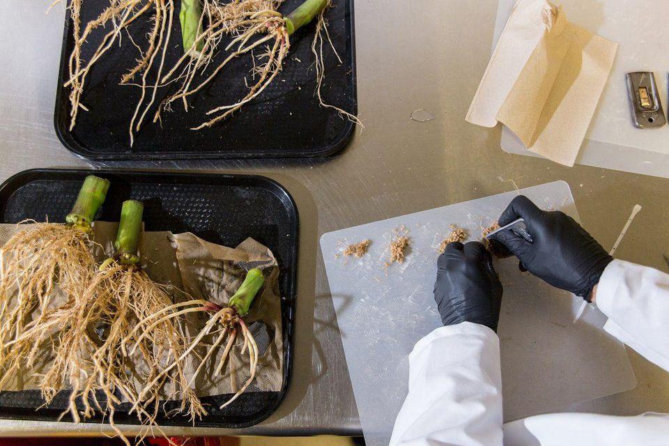 Pivot Bio بذرهای آغشته به میکروب