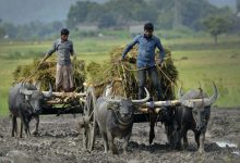 استارتاپ های حوزه کشاورزی در هند