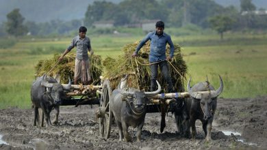 استارتاپ های حوزه کشاورزی در هند