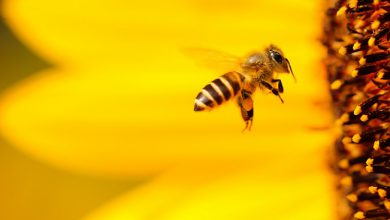 نخستین نهاد توسعه کسب و‌ کار در رسته زنبور‌داری افتتاح شد