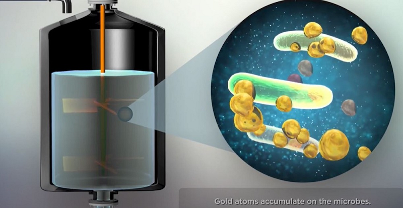 میکروب های Mint طلای حل شده را روی سطح خارجی خود جمع می کنند