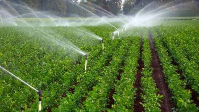 ۷۰ درصد اعتبارات کشاورزی سفر‌های استانی رییس جمهور به آب و خاک اختصاص دارد